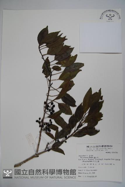 鐵冬青藏品圖，第1張