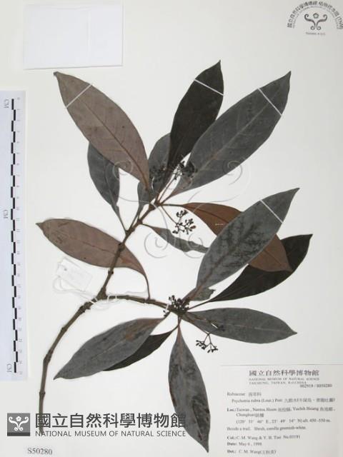 九節木、牛屎烏、青龍吐霧藏品圖，第1張