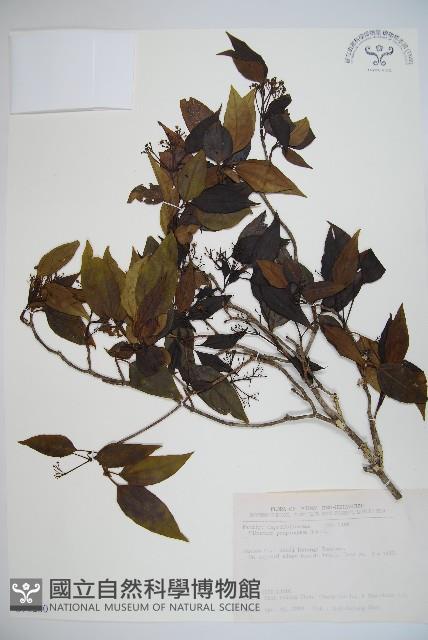 高山莢迷藏品圖，第1張