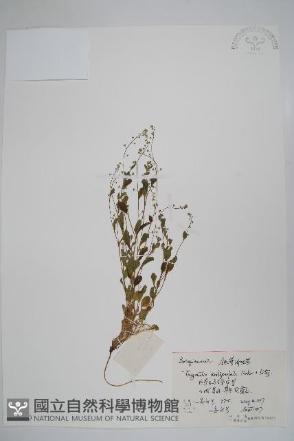 鈍萼附地菜藏品圖，第1張