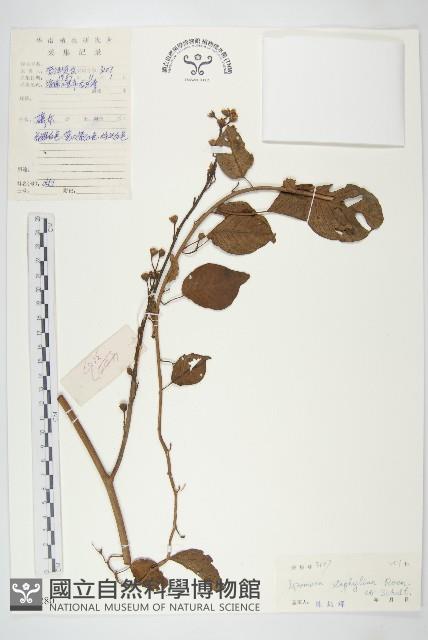 圓萼牽牛藏品圖，第1張