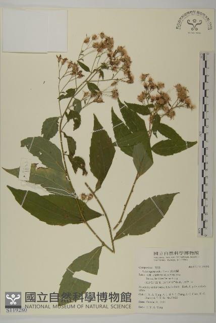 山白蘭藏品圖，第1張