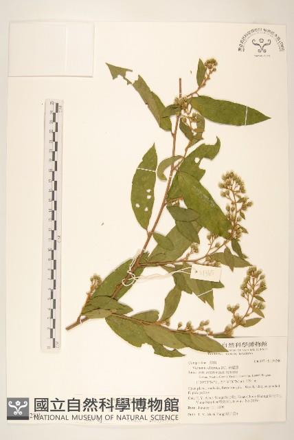 過山龍藏品圖，第1張