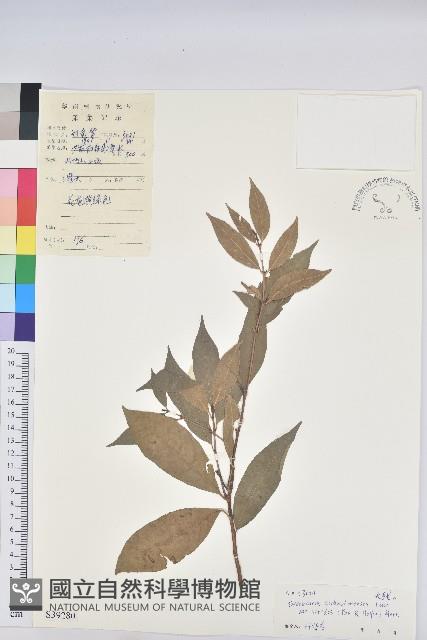 綠背桂花藏品圖，第1張