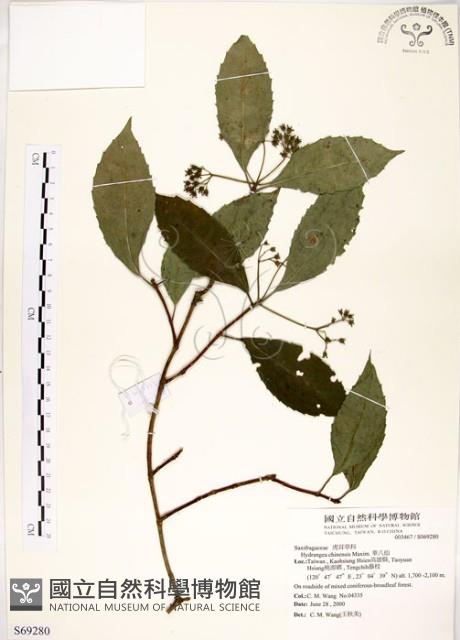 華八仙藏品圖，第1張