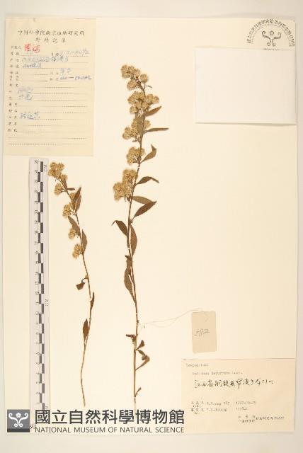 一枝黃花藏品圖，第1張