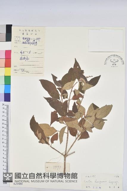 越南巴豆藏品圖，第1張