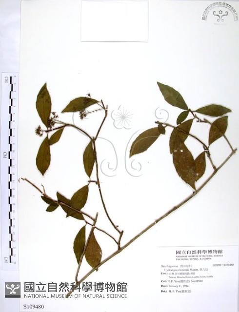 華八仙藏品圖，第1張