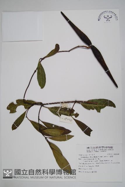 小錦蘭藏品圖，第1張