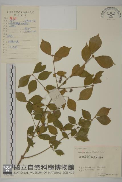 衛矛藏品圖，第1張