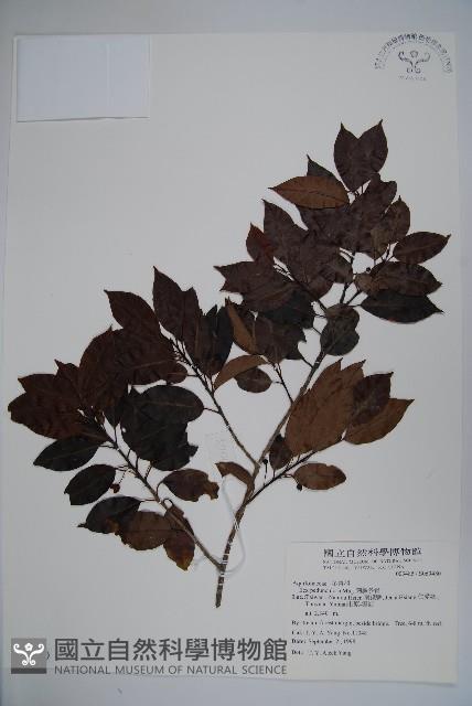 刻脈冬青藏品圖，第1張