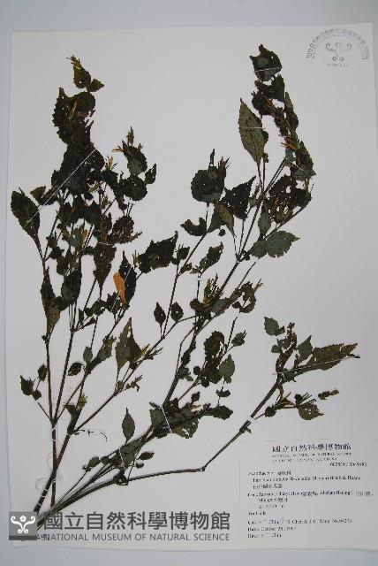 曲莖馬藍藏品圖，第1張