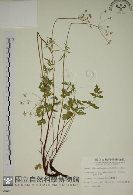 玉山茴香藏品圖，第1張