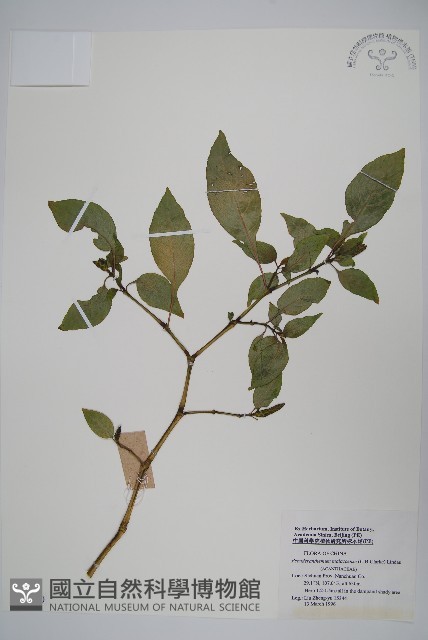 雲南山殼骨藏品圖，第1張