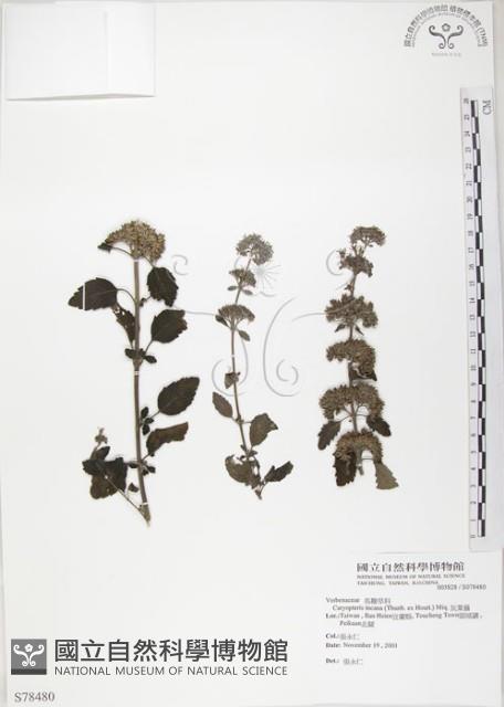 灰葉蕕藏品圖，第1張