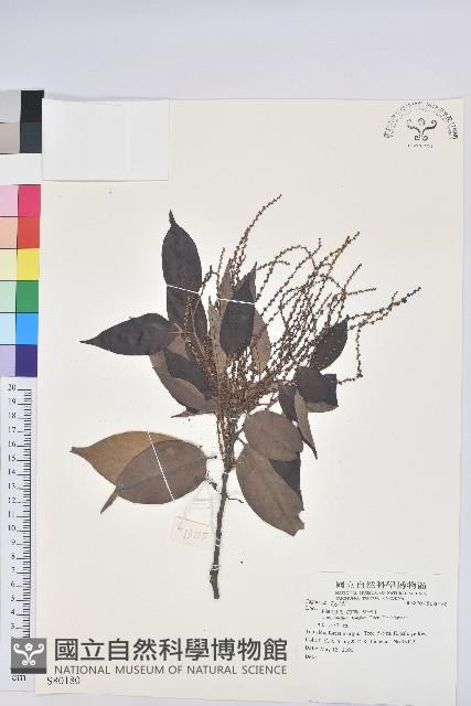 登錄號:S080180藏品圖，第1張