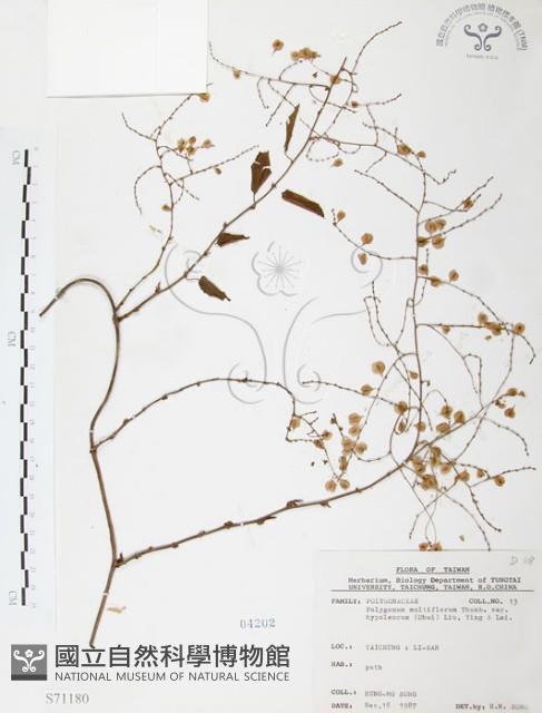 臺灣何首烏藏品圖，第1張