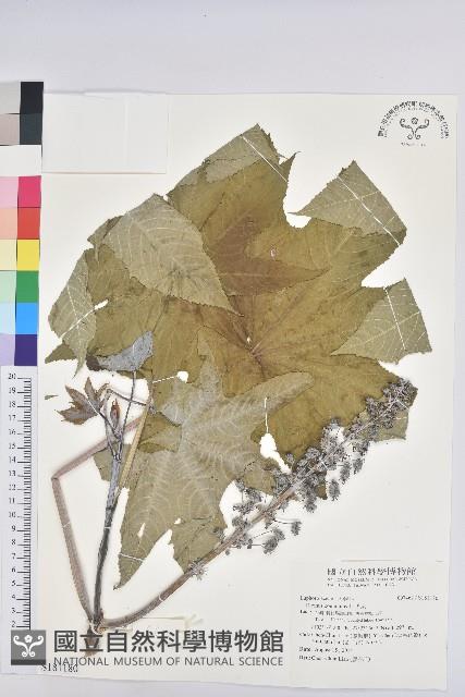 蓖麻藏品圖，第1張