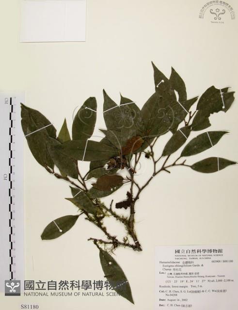 秀柱花藏品圖，第1張