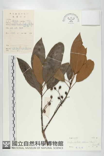 俄氏虎皮楠、蘭嶼虎皮楠、虎皮楠藏品圖，第1張