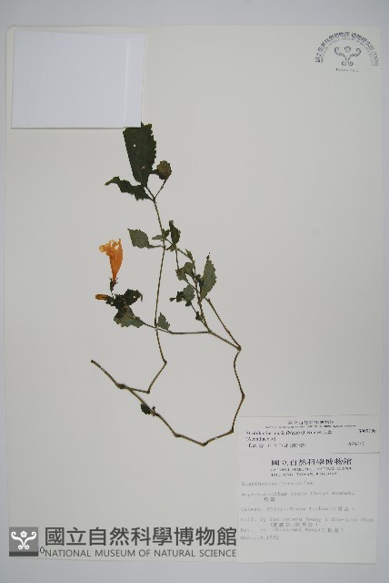 曲莖馬藍藏品圖，第1張