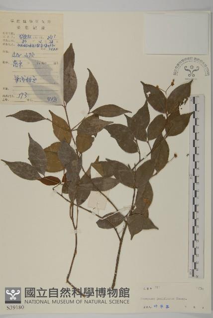 大丁黃藏品圖，第1張