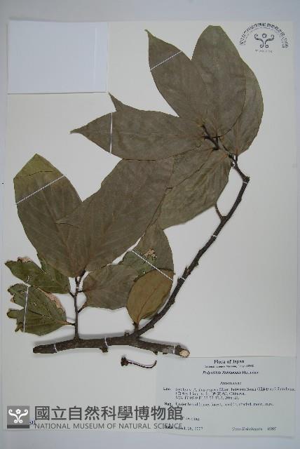 琉球暗羅藏品圖，第1張