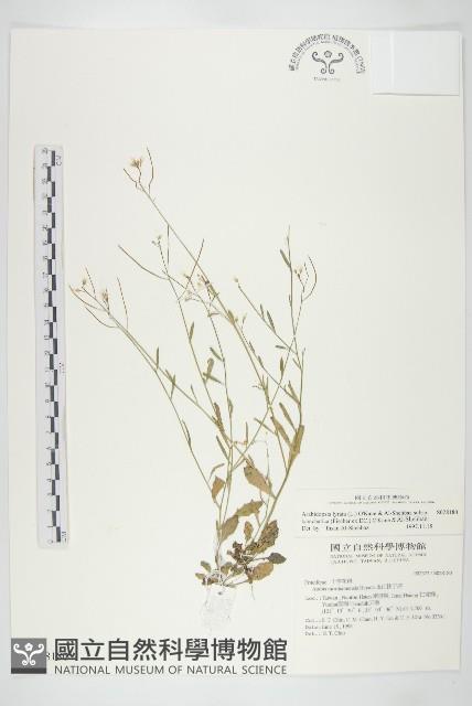 玉山筷子芥藏品圖，第1張