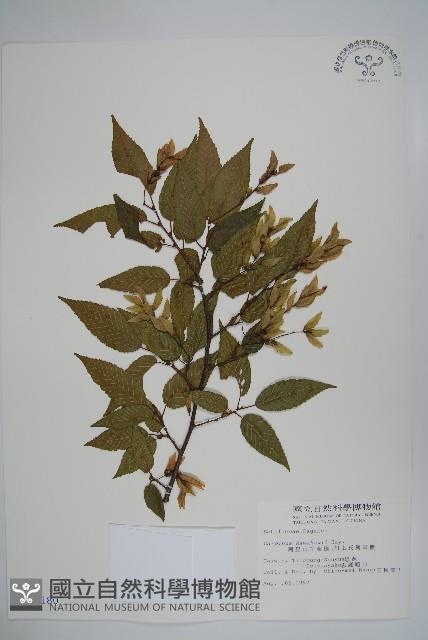 阿里山千金榆藏品圖，第1張