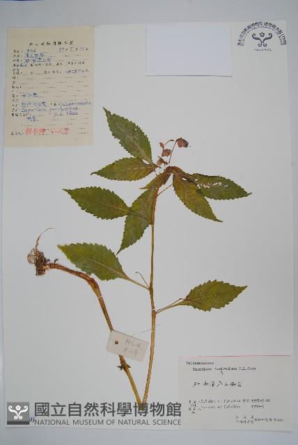 登錄號:S058180藏品圖，第1張