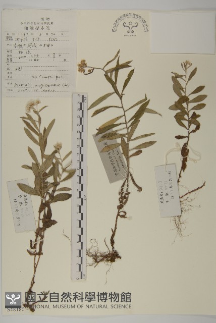 抱莖籟簫藏品圖，第1張