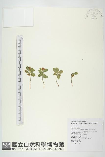 穗花八寶藏品圖，第1張