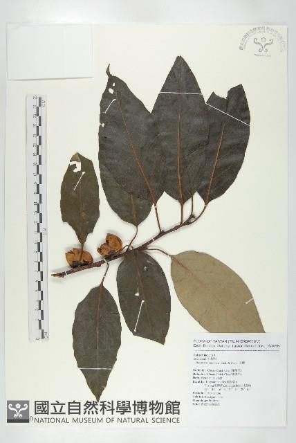 山柿, 山豆柿藏品圖，第1張