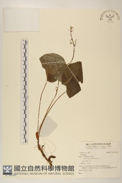 鐵破鑼藏品圖，第1張