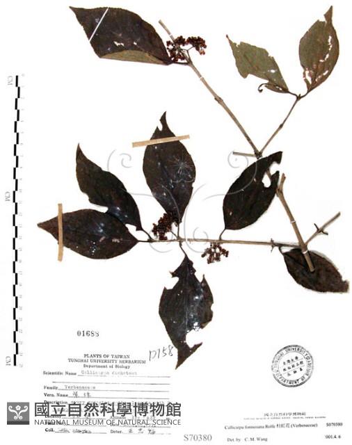 杜虹花，台灣紫珠藏品圖，第1張