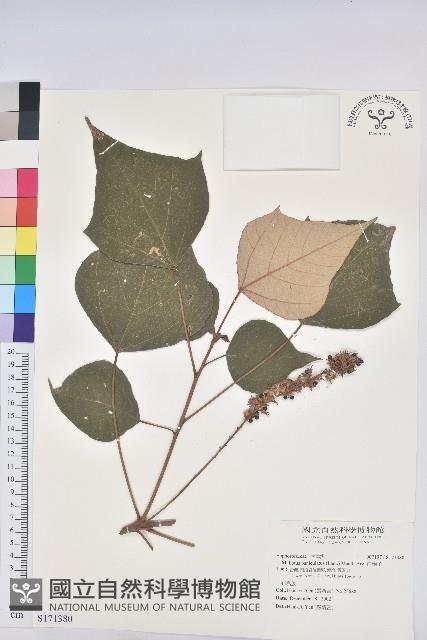 白匏子藏品圖，第1張