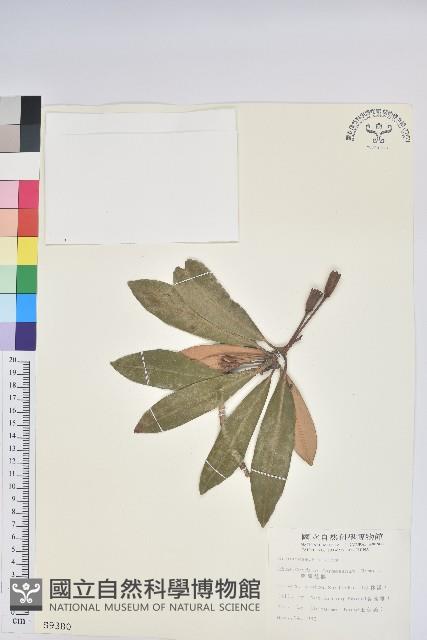 臺灣杜鵑藏品圖，第1張