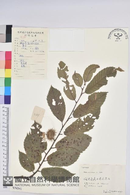 茅栗藏品圖，第1張