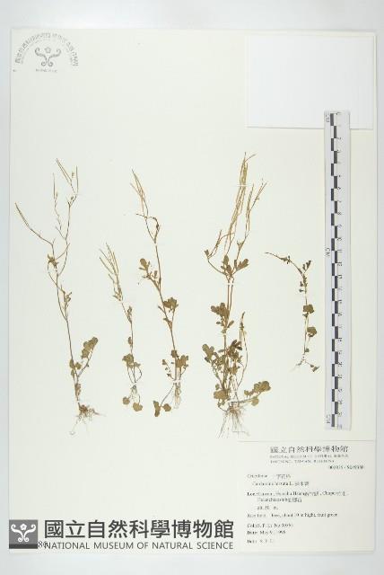 碎米薺藏品圖，第1張