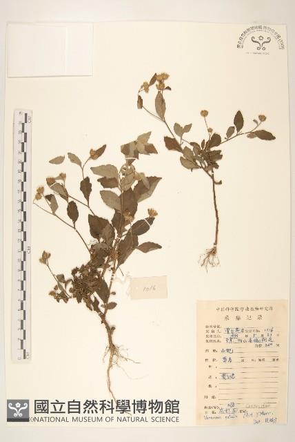 嶺南野菊藏品圖，第1張