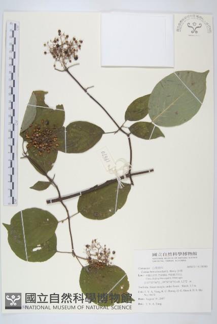 沙棶藏品圖，第1張