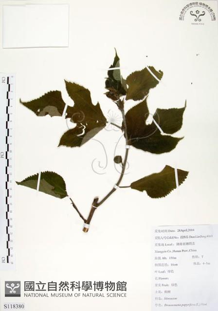 構樹藏品圖，第1張