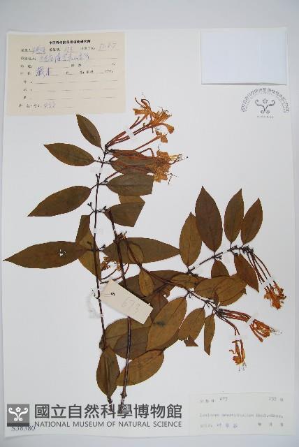 大花忍冬藏品圖，第1張