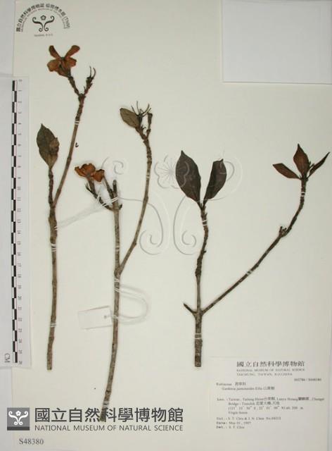 山黃梔藏品圖，第1張