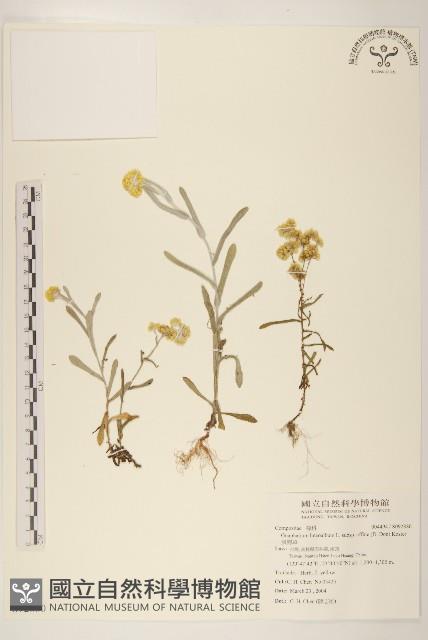 鼠麴草藏品圖，第1張