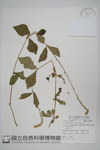 假川牛膝藏品圖，第1張