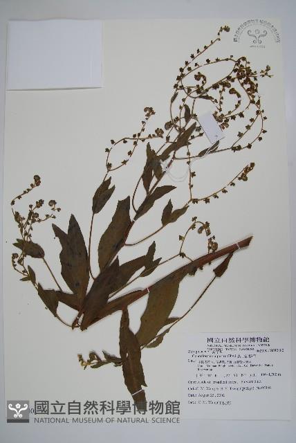 高山倒提壺藏品圖，第1張