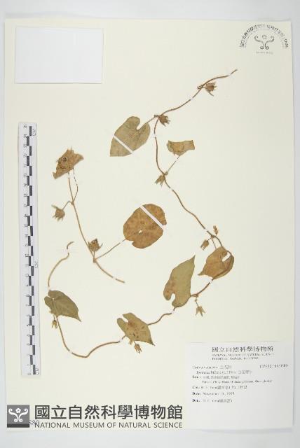 白花牽牛藏品圖，第1張