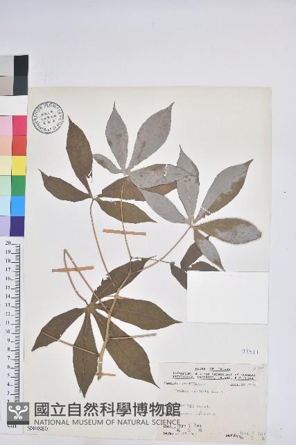 樹薯、木薯藏品圖，第1張