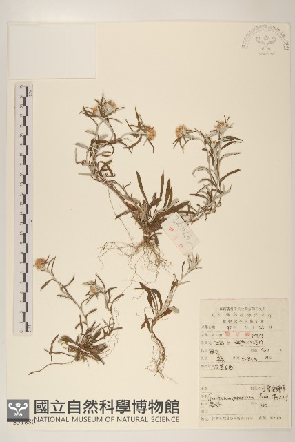父子草、天青地白藏品圖，第1張